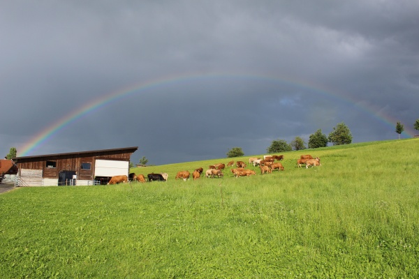 10Kueheweiden